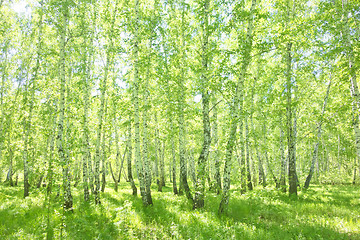 Image showing summer birch forest