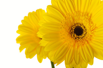 Image showing Gerber daisy