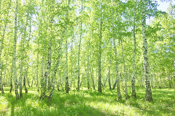 Image showing summer birch forest