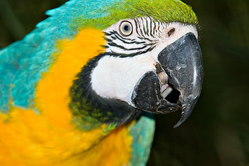 Image showing macaw