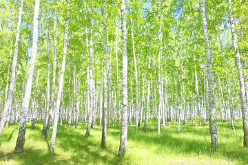 Image showing summer birch forest