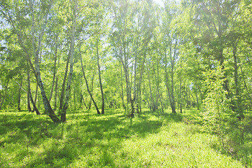 Image showing summer birch forest