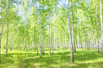 Image showing summer birch forest