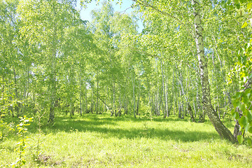 Image showing summer birch forest