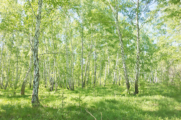 Image showing summer birch forest