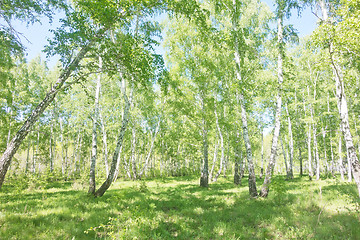 Image showing summer birch forest