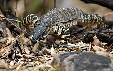 Image showing goanna coming to get you