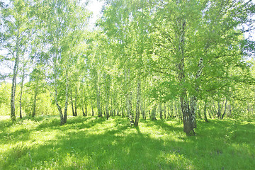 Image showing summer birch forest