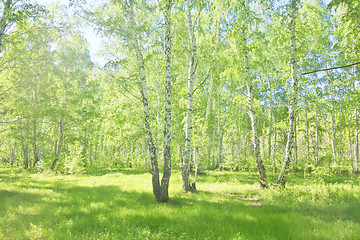 Image showing summer birch forest