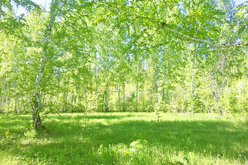 Image showing summer birch forest