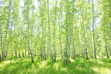 Image showing summer birch forest