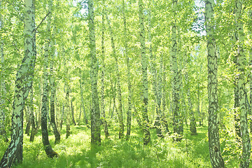 Image showing summer birch forest