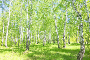 Image showing summer birch forest