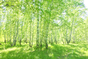 Image showing summer birch forest