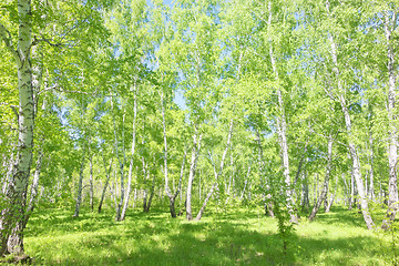 Image showing summer birch forest