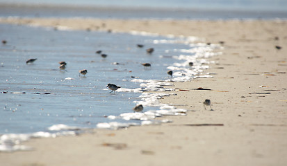 Image showing birds on the beach