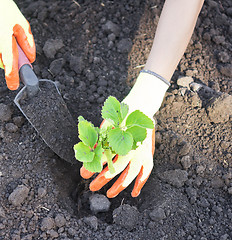 Image showing hands with plants