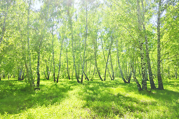 Image showing summer birch forest