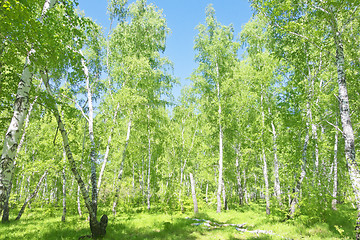 Image showing summer birch forest