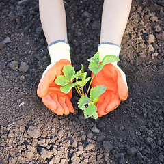 Image showing hands with plants