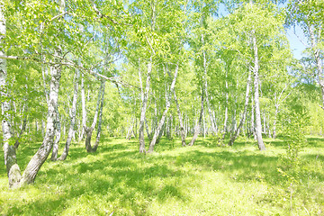 Image showing summer birch forest