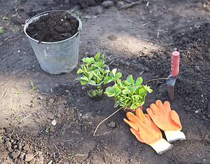 Image showing strawberry planting on soil