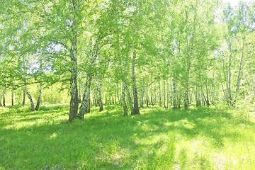 Image showing summer birch forest