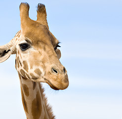 Image showing close up of giraffe