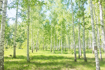 Image showing summer birch forest