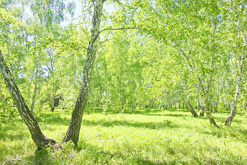 Image showing summer birch forest