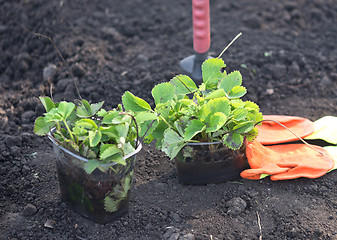 Image showing strawberry planting on soil