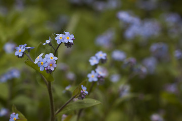 Image showing forget me nots