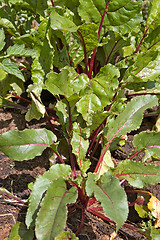 Image showing beetroot growing