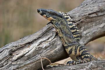 Image showing lace monitor with head raised