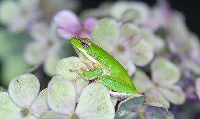 Image showing sitting