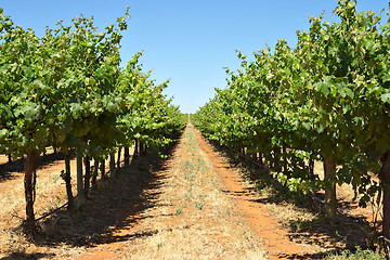 Image showing grape vines in a row