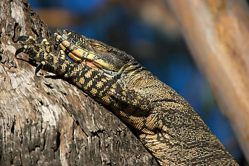 Image showing goanna in tree