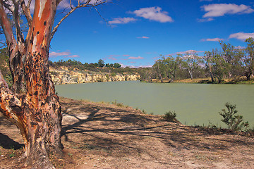 Image showing river red gum