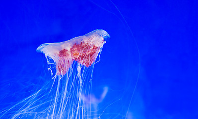 Image showing jellyfish