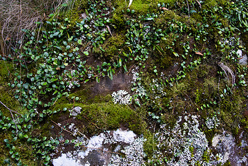 Image showing moss and creeper