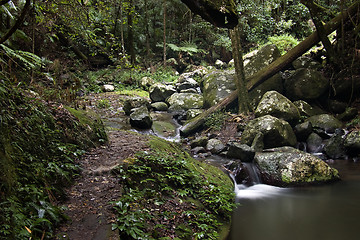 Image showing rain forest