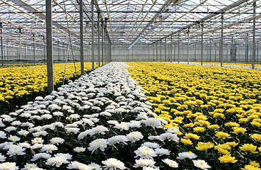 Image showing Greenhouse