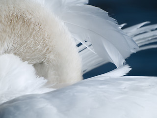 Image showing Swan Abstract