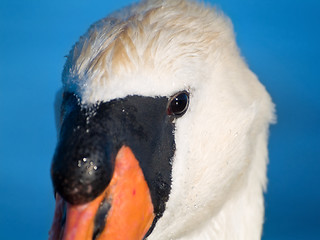 Image showing Mute Swan