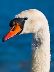 Image showing Mute Swan