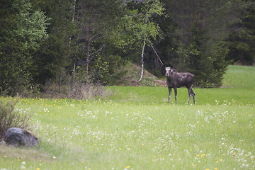 Image showing moose