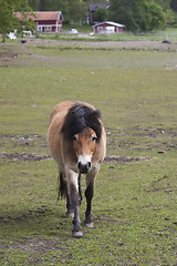 Image showing gotland pony