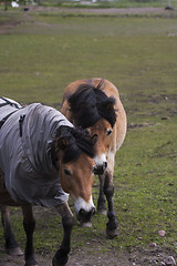 Image showing gotland ponies