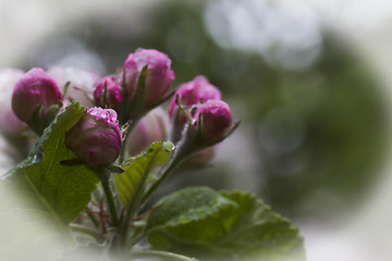 Image showing appleblossoms