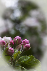 Image showing appleblossom